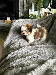 Shihtzu/yorkie - Photo 5