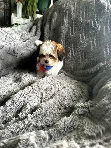 Shihtzu/yorkie - Photo 6