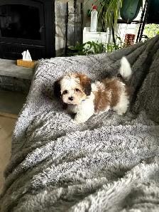 Shihtzu/yorkie - Photo 7