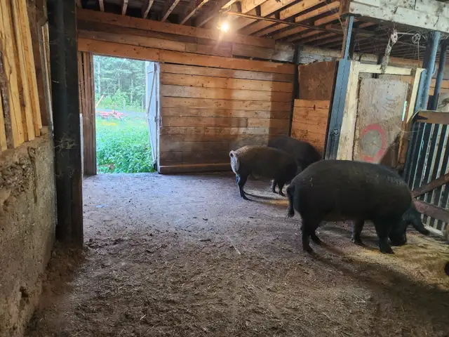 Free Range Pigs for sale