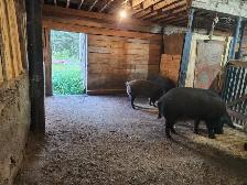 Free Range Pigs for sale
