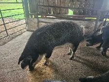 Free Range Pigs for sale - Photo 2