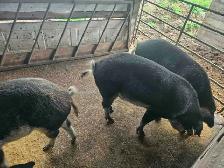 Free Range Pigs for sale - Photo 3
