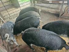 Free Range Pigs for sale - Photo 4