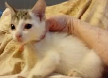 KITTENS,PRICE DROP! RARE.8 &10WKS.$40.HEART ON FACE $75.