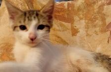 KITTENS,PRICE DROP! RARE.8 &10WKS.$40.HEART ON FACE $75. - Photo 3