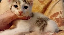 KITTENS,PRICE DROP! RARE.8 &10WKS.$40.HEART ON FACE $75. - Photo 4