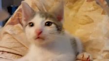 KITTENS,PRICE DROP! RARE.8 &10WKS.$40.HEART ON FACE $75. - Photo 8