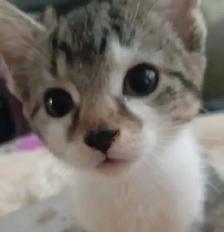 KITTENS,PRICE DROP! RARE.8 &10WKS.$40.HEART ON FACE $75. - Photo 10