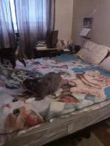 Room for rent - Photo 2