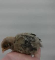 4 little chicks!! - Photo 2