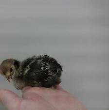4 little chicks!! - Photo 3