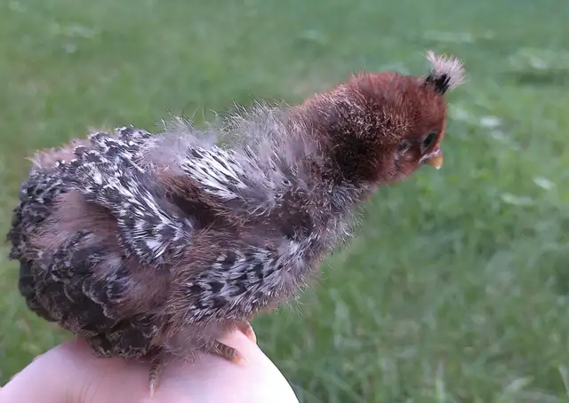 appenzeller spitzhauben x silver deathlayer chicks
