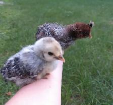appenzeller spitzhauben x silver deathlayer chicks - Photo 2