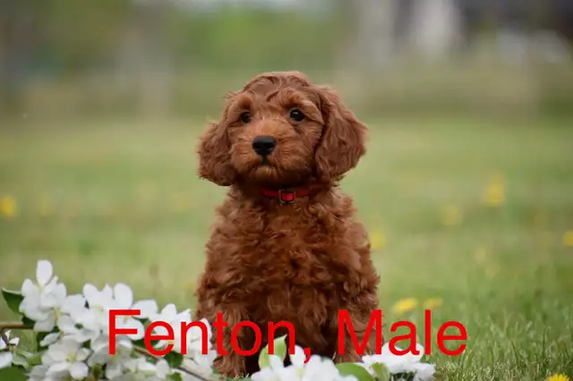 F1bb Mini English Goldendoodle Puppy