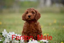F1bb Mini English Goldendoodle Puppy