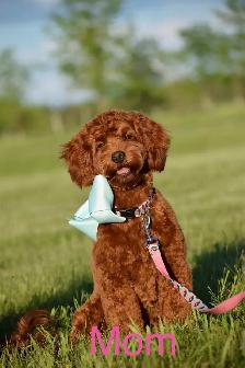 F1bb Mini English Goldendoodle Puppy - Photo 2