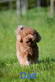 F1bb Mini English Goldendoodle Puppy - Photo 3
