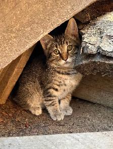 Playful Kittens