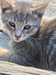 Playful Kittens - Photo 3