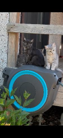 Playful Kittens - Photo 4