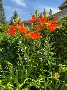 Housekeeper Needed - Photo 4