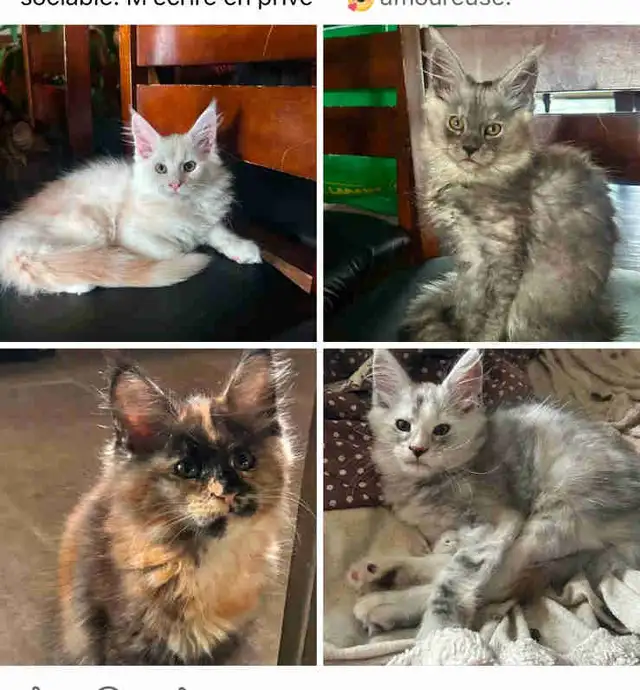 Chaton Maincoon (black smoke vendu)