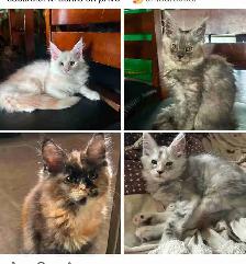 Chaton Maincoon (black smoke vendu)