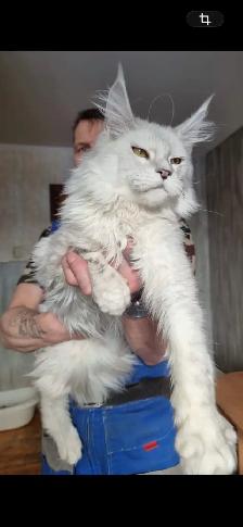 Chaton Maincoon (black smoke vendu) - Photo 2