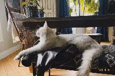 Chaton Maincoon (black smoke vendu) - Photo 3