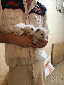 kitten’s for sale