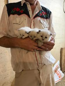 kitten’s for sale - Photo 2