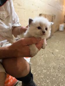 kitten’s for sale - Photo 3