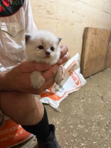 kitten’s for sale - Photo 4