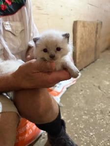 kitten’s for sale - Photo 5
