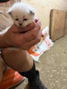 kitten’s for sale - Photo 6