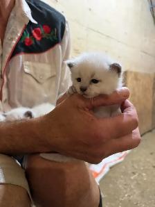 kitten’s for sale - Photo 8