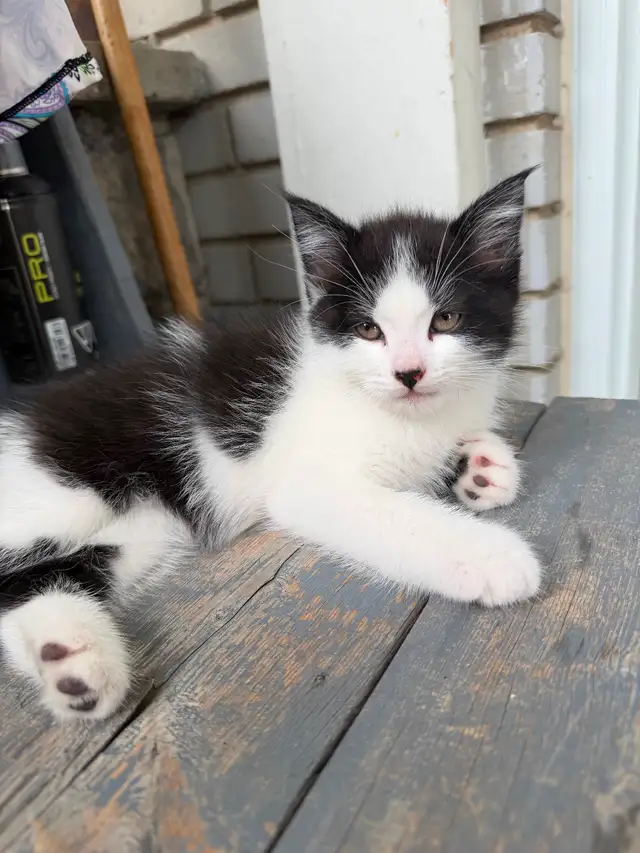 Ragdoll kittens Ready for New Loving home Female/Male available