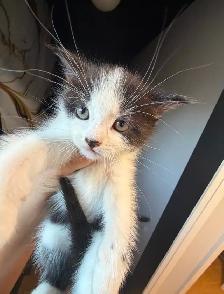 Ragdoll kittens Ready for New Loving home Female/Male available - Photo 3
