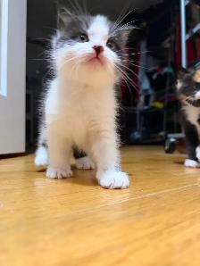 Ragdoll kittens Ready for New Loving home Female/Male available - Photo 7