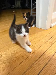 Ragdoll kittens Ready for New Loving home Female/Male available - Photo 8