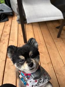 Micro Pomeranian