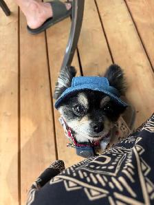 Micro Pomeranian - Photo 2