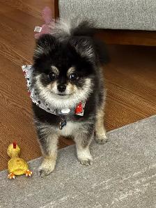 Micro Pomeranian - Photo 3