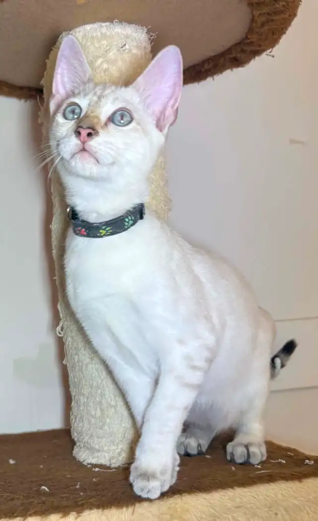 Chaton Savannah mâle F5 Snow (collier noir motifs)