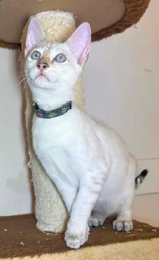 Chaton Savannah mâle F5 Snow (collier noir motifs)