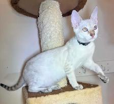 Chaton Savannah mâle F5 Snow (collier noir motifs) - Photo 2