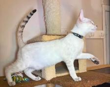Chaton Savannah mâle F5 Snow (collier noir motifs) - Photo 3