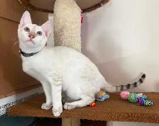 Chaton Savannah mâle F5 Snow (collier noir motifs) - Photo 6