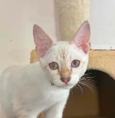 Chaton Savannah mâle F5 Snow (collier noir motifs) - Photo 7